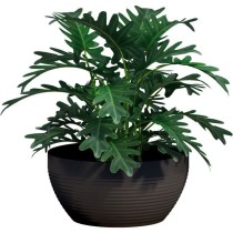 Coupe - GARDEN ID - Green Care Impact Noir-Anth - 30 x 14 cm - Garanti