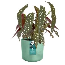 ELHO The Ocean Collection Pot de fleurs ronde 22 - Vert - Ø 22 x H 20