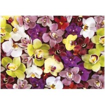 Puzzle 1000 pieces - COLLAGE ORCHIDÉES - EDUCA - Nature morte et obje