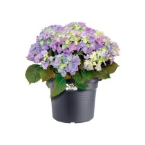 Elho Bac a fleurs Green Basics Cilinder 65 - Noir - Ø 64 x H 49 cm -