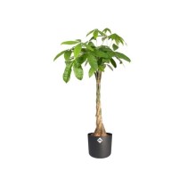 Pot De Fleurs Rond ELHO - b.for soft round - Plastique - Ø30 - Anthra