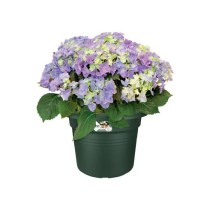 Elho Bac a fleurs Green Basics Cilinder 55 - Vert - Ø 54 x H 41 cm -