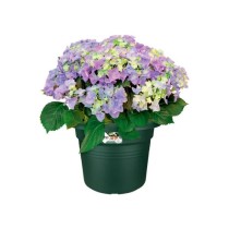 Elho Bac a fleurs Green Basics Cilinder 65 - Vert - Ø 64 x H 49 cm -