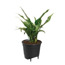 Elho Self-watering Insert Pot a fleurs 44 - Noir - Ø 43 x H 39 cm - i