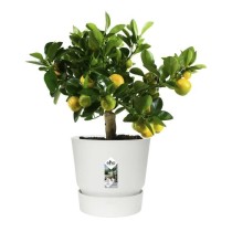 ELHO Pot de fleurs rond Greenville 30 - Extérieur - Ø 29,5 x H 27,8