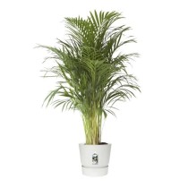 elho Greenville Pflanztopf Ø47 cm Pot a Plantes weiß - 123