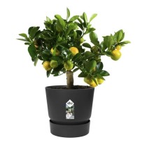 ELHO Pot de fleurs rond Greenville 25 - Extérieur - Ø 24,48 x H 23,3