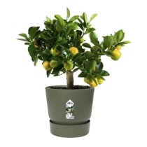 ELHO Pot de fleurs rond Greenville 30 - Extérieur - Ø 29,5 x H 27,8