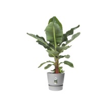 ELHO Pot de fleurs rond Greenville 25 - Extérieur - Ø 24,48 x H 23,3