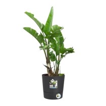 Pot de fleur Elho Plastique Carré Greensense Aqua Care Gris Charbon 2