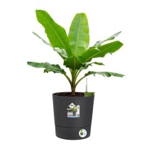 Pot de fleur Elho Plastique Rond Greensense Aqua Care Gris Charbon Ø