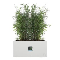 Elho Vivo Next Long 80 Bac a fleurs - Blanc - L 78 x B 39 x H 38 cm -