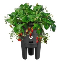 ELHO Green Basics Pot a Fraises 33 - Noir - Ø 33 x H 42 cm - culture