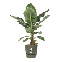 ELHO Greenville Pot de fleurs Rond 55 - Vert - Ø 55 x H 50 cm - exté