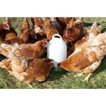 Nourrisseur plastique poules - KERBL - 24 cm - Ø30 cm - 2,5 kg - Blan