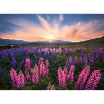 Puzzle 500 pieces Les lupins (Nature edition), Des 12 ans , Puzzle de