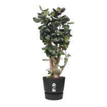 ELHO Greenville Pot de fleurs rond 47 - Noir - Ø 47 x H 44 cm - exté