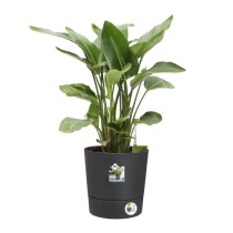 Elho Greensense Aqua Care Rond 43 - Gris - Ø 43 x H 43 cm - intérieu