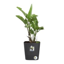 Pot de fleur Elho Plastique Carré Greensense Aqua Care Gris Charbon 3