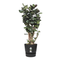 ELHO Greenville 47 round flowerpot - Outdoor - Ø 47 x H 44.1 cm - Bla