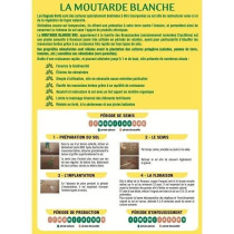 Engrais Verts - BHS - Moutarde Blanche 500g | 100 m² | Améliore et d