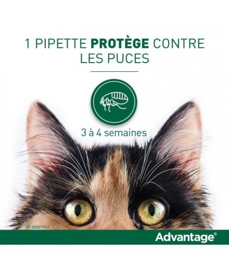 Advantage Solution Antipuce Chat Lapin 1 a 4kg 6 pipettes