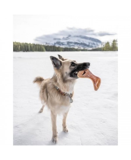 Benebone - Jouet a mâcher dentaire pour chien adulte, Taille M, saveur bacon