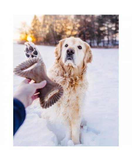 Benebone - Jouet a mâcher dentaire pour chien adulte, Taille M, saveur bacon